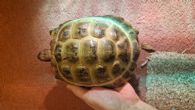 Rehomed...Horsfield : Female approx 8 years old (Vhagar)